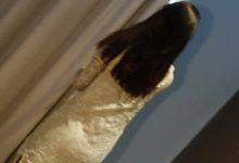 [ROSI写真]2023.06.11 NO.4206[224+1P／282MB]-套图岛