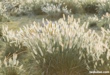 [YITUYU艺图语]2023.03.14 秋风起 芝芝琪[25+1P／298MB]-套图岛