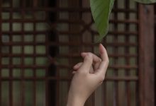 [YITUYU艺图语]2023.04.13 庭有枇杷树 时生[24+1P／339MB]-套图岛